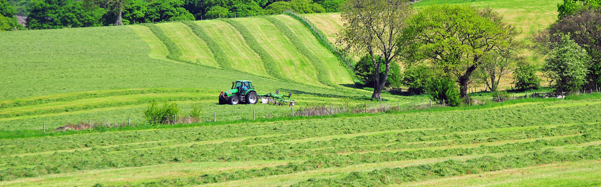 Hay Raking